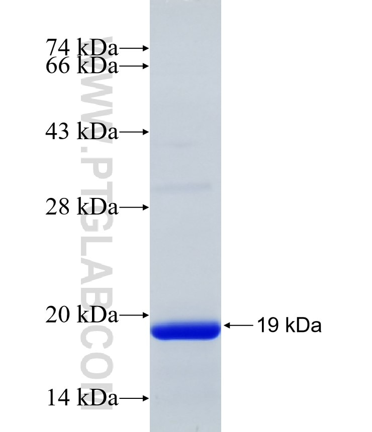 KCNK12 fusion protein Ag31561 SDS-PAGE