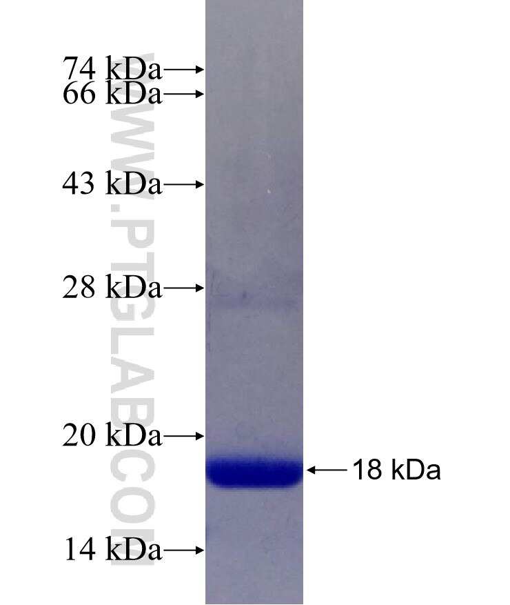 KCNK13 fusion protein Ag25252 SDS-PAGE