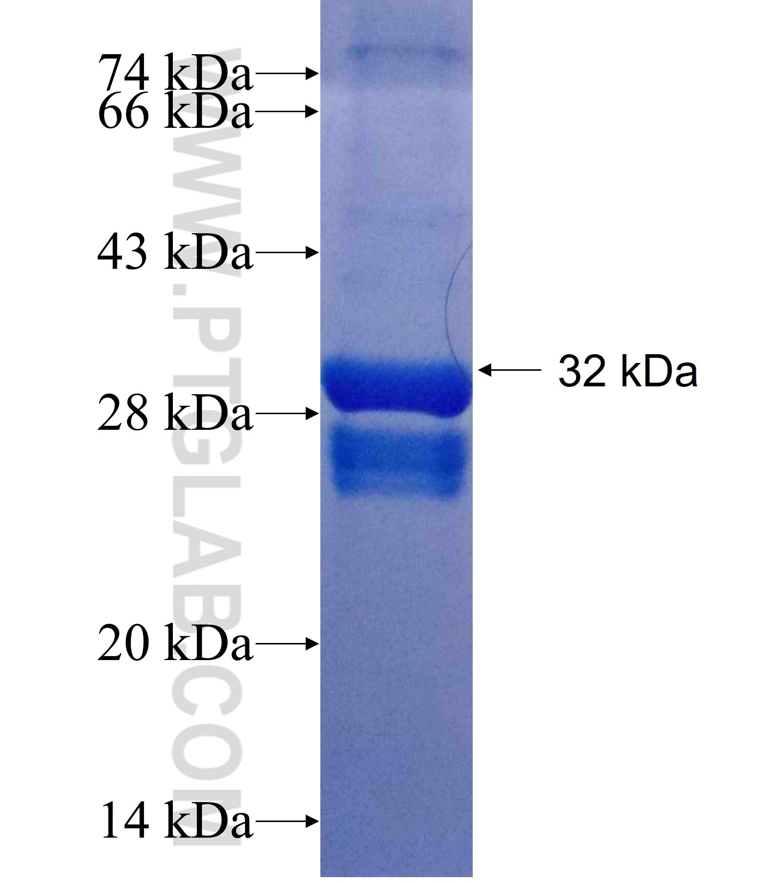 KCNK13 fusion protein Ag25253 SDS-PAGE