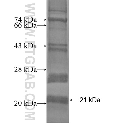 KCNK15 fusion protein Ag12665 SDS-PAGE