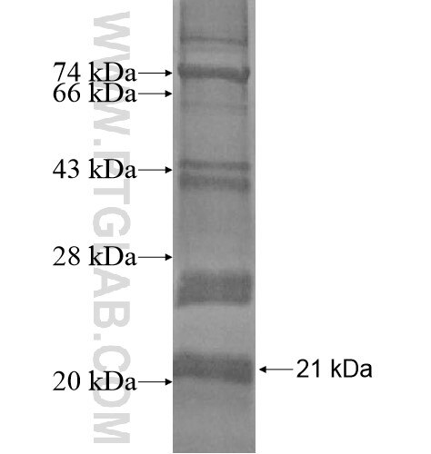 KCNK15 fusion protein Ag12665 SDS-PAGE