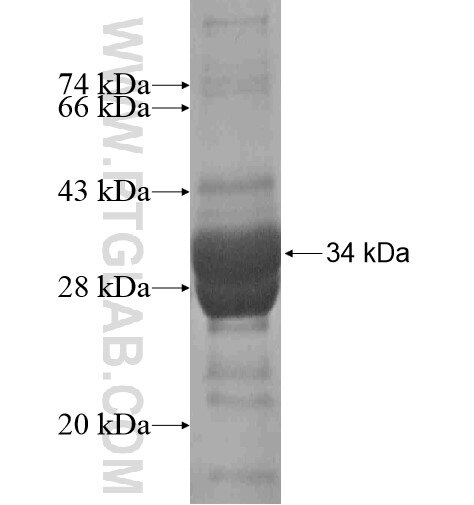 KCNK16 fusion protein Ag16096 SDS-PAGE