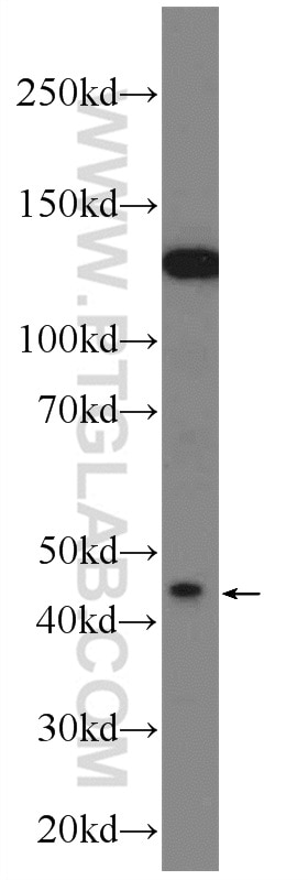 Western Blot (WB) analysis of MCF-7 cells using KCNK18 Polyclonal antibody (23712-1-AP)