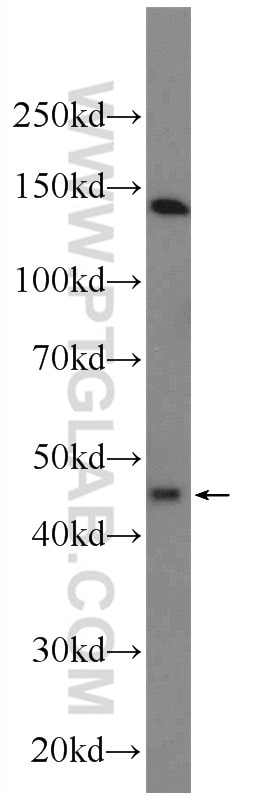 Western Blot (WB) analysis of A431 cells using KCNK18 Polyclonal antibody (23712-1-AP)