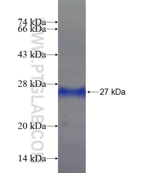 KCNK18 fusion protein Ag20514 SDS-PAGE