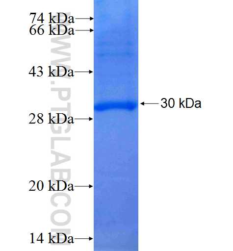 KCNK2 fusion protein Ag25209 SDS-PAGE