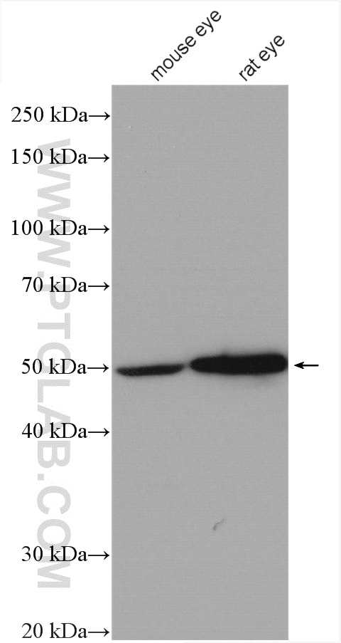 Western Blot (WB) analysis of various lysates using KCNK4 Polyclonal antibody (27113-1-AP)