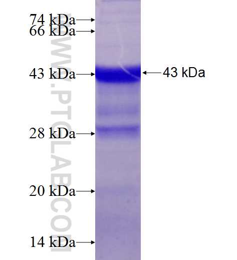 KCNK4 fusion protein Ag25931 SDS-PAGE
