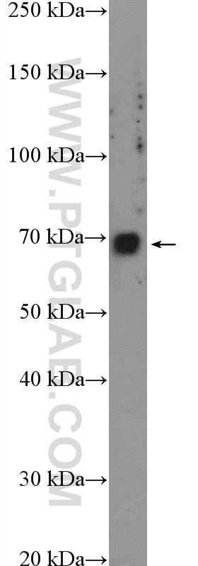 WB analysis of HEK-293 using 14136-1-AP