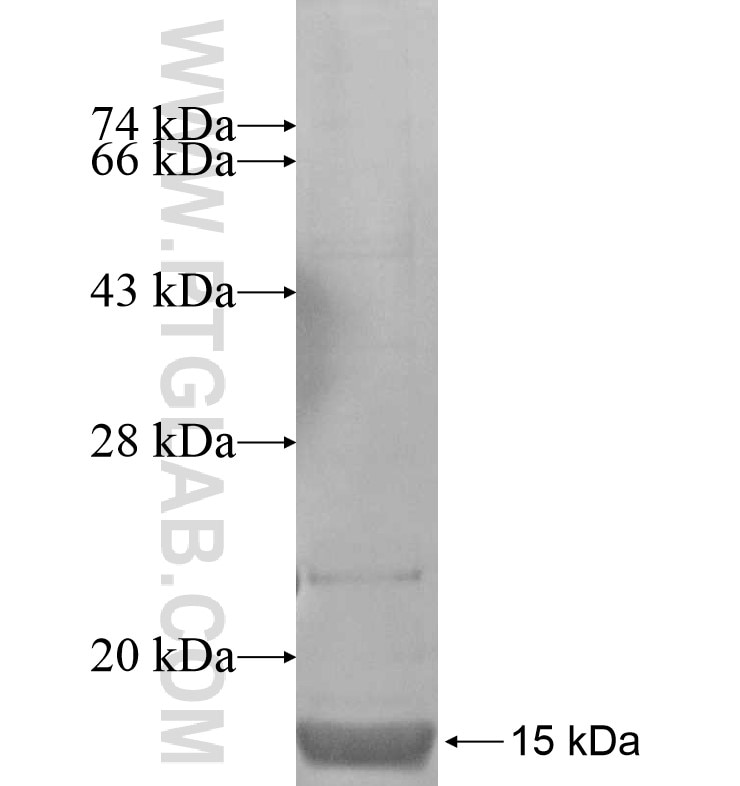 KCNK7 fusion protein Ag16728 SDS-PAGE