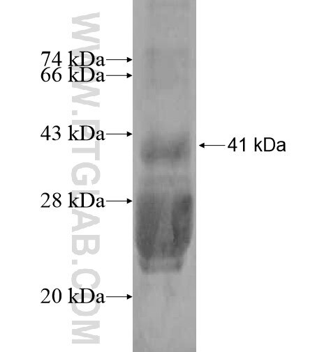 KCNK9 fusion protein Ag12183 SDS-PAGE KCNK9 fusion protein Ag12183 SDS-PAGE