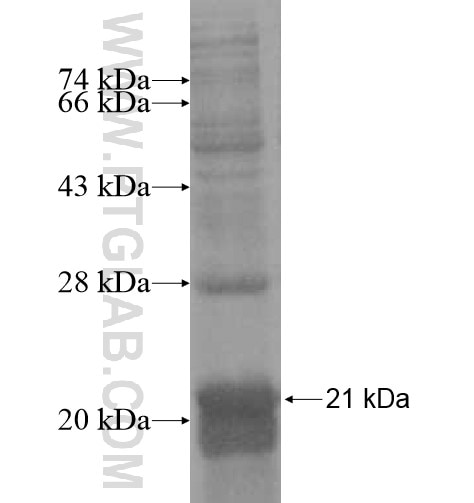 KCNK9 fusion protein Ag12603 SDS-PAGE