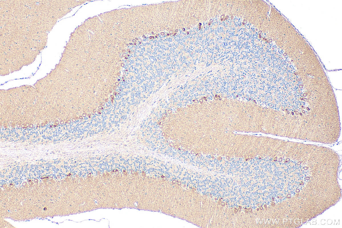 Immunohistochemistry (IHC) staining of mouse cerebellum tissue using KCNMA1 Polyclonal antibody (22158-1-AP)