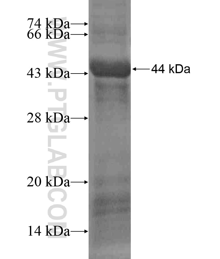 KCNMA1 fusion protein Ag17883 SDS-PAGE