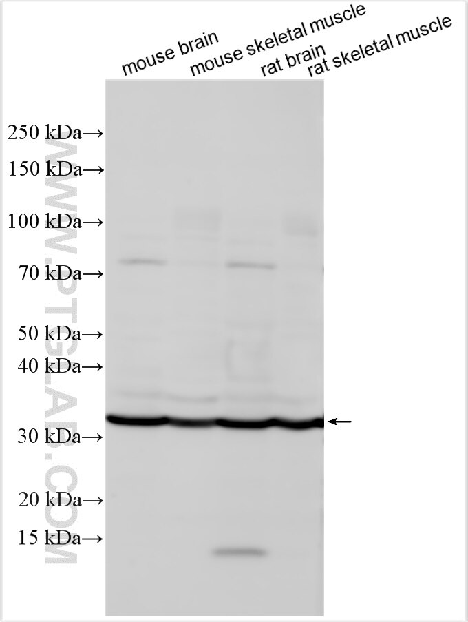 Western Blot (WB) analysis of various lysates using KCNMB1 Polyclonal antibody (12933-1-AP)
