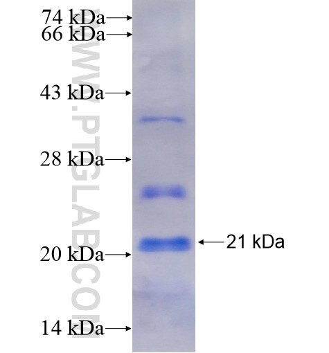 KCNMB1 fusion protein Ag16025 SDS-PAGE