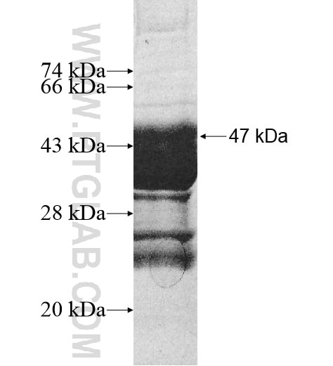 KCNN3 fusion protein Ag10972 SDS-PAGE