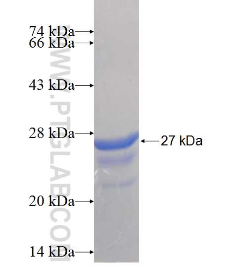 KCNN3 fusion protein Ag11256 SDS-PAGE
