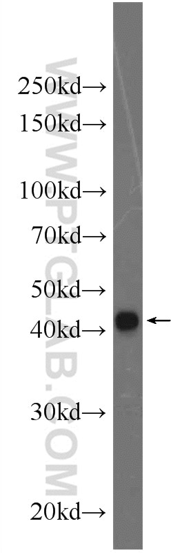 Western Blot (WB) analysis of HepG2 cells using KCNN4 Polyclonal antibody (23271-1-AP)