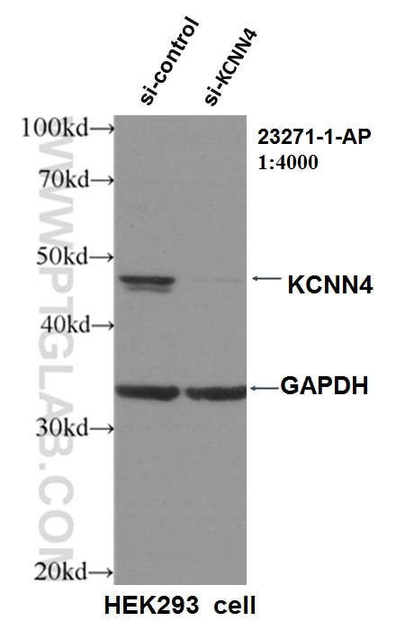 WB analysis of HEK-293 using 23271-1-AP