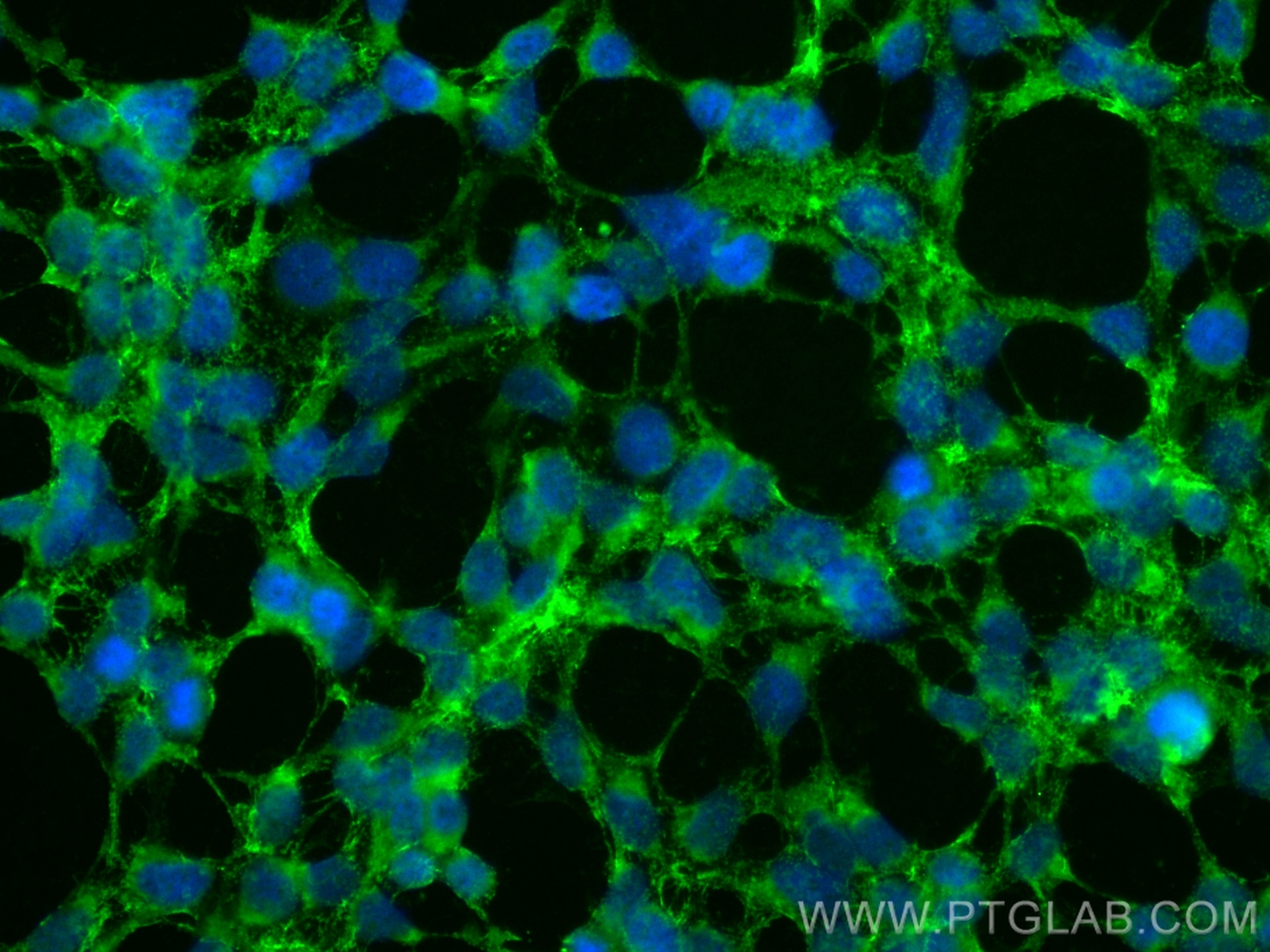 IF Staining of HEK-293 using CL488-23271