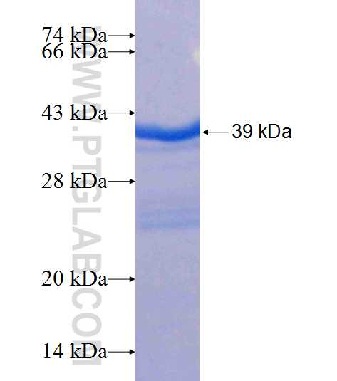 KCNN4 fusion protein Ag22545 SDS-PAGE