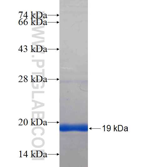 KCNN4 fusion protein Ag22551 SDS-PAGE