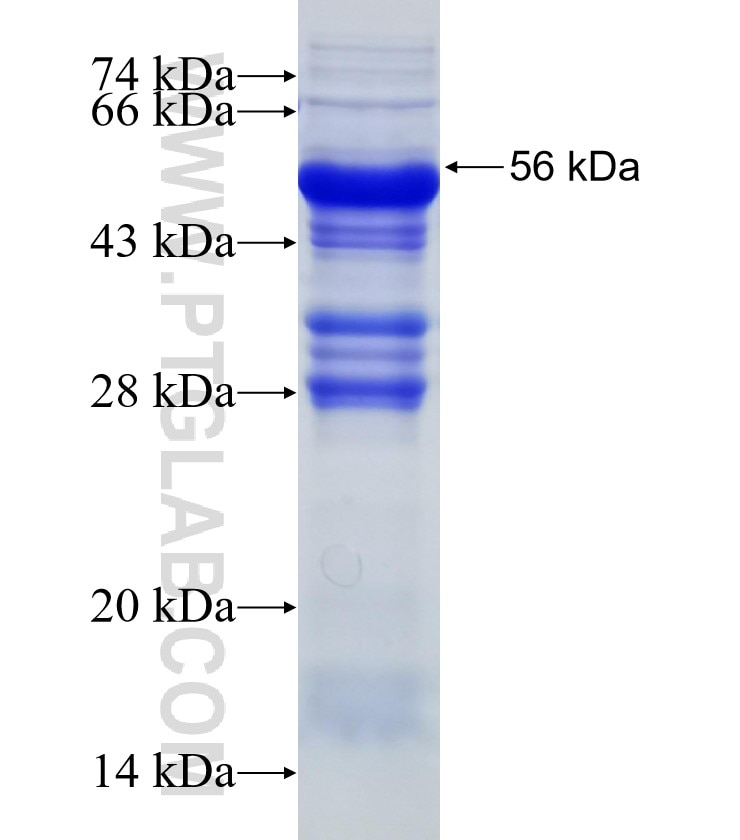KCNN4 fusion protein Ag19774 SDS-PAGE