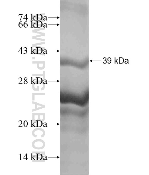 KCNN4 fusion protein Ag19778 SDS-PAGE