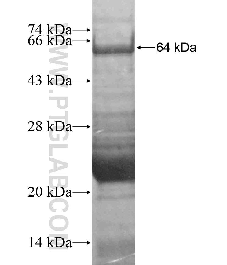 KCNQ1 fusion protein Ag17951 SDS-PAGE