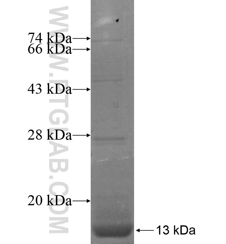 KCNQ1DN fusion protein Ag16677 SDS-PAGE