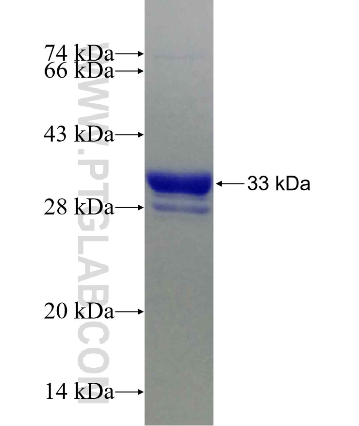 KCNQ2 fusion protein Ag25781 SDS-PAGE