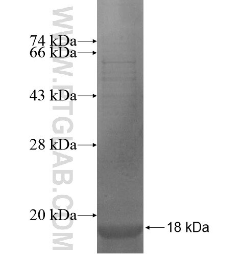 KCNQ2 fusion protein Ag14036 SDS-PAGE