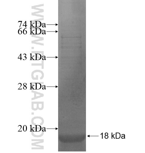 KCNQ2 fusion protein Ag14036 SDS-PAGE