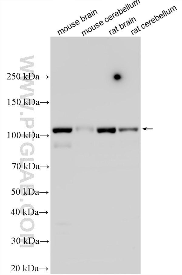 Western Blot (WB) analysis of various lysates using KCNQ3 Polyclonal antibody (19966-1-AP)
