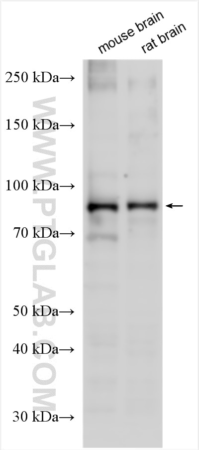 Western Blot (WB) analysis of various lysates using KCNQ3 Polyclonal antibody (24580-1-AP)