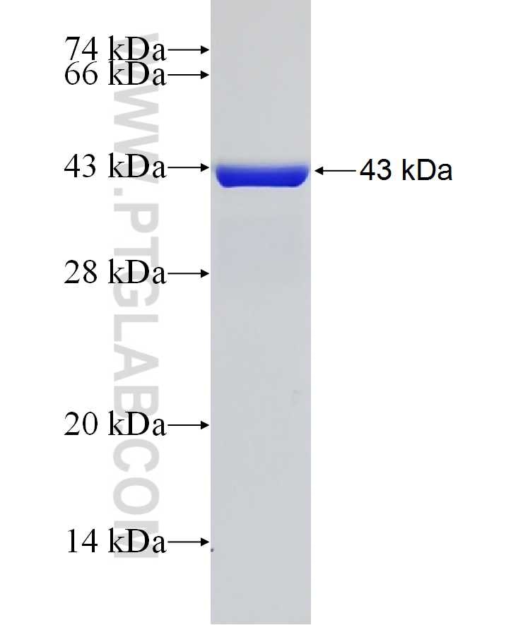 KCNQ3 fusion protein Ag20086 SDS-PAGE