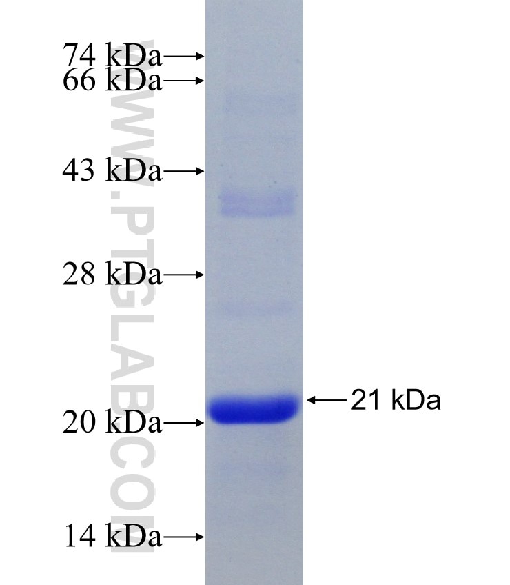 KCNQ3 fusion protein Ag20147 SDS-PAGE