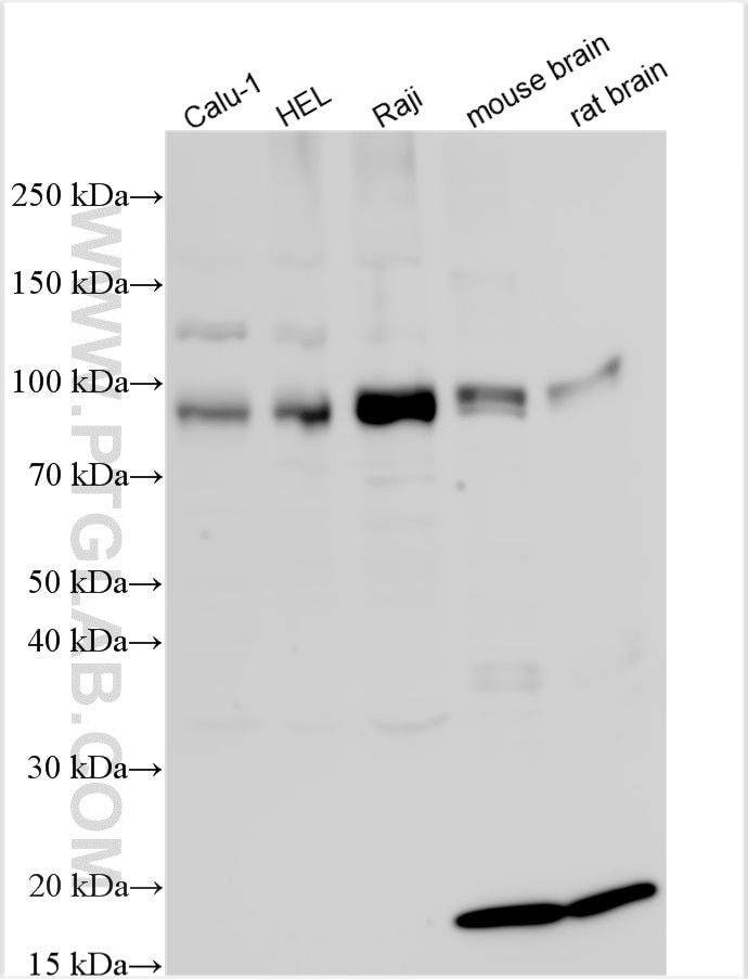 KCNQ5