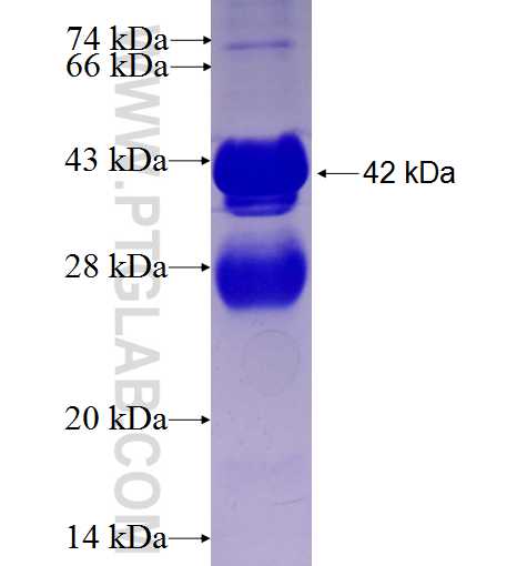 KCNQ5 fusion protein Ag27622 SDS-PAGE