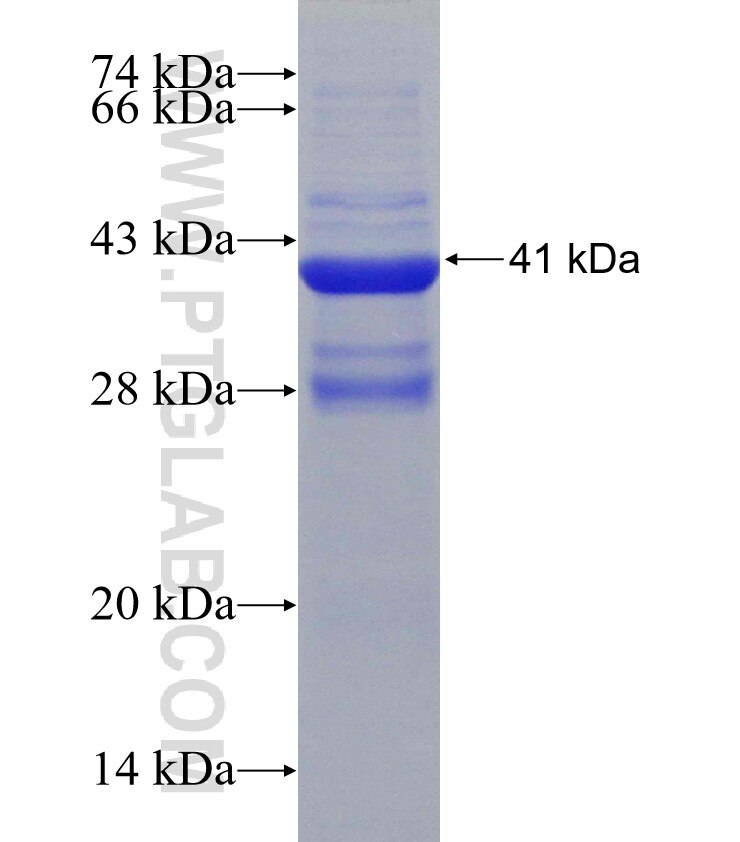 KCNS1 fusion protein Ag31380 SDS-PAGE
