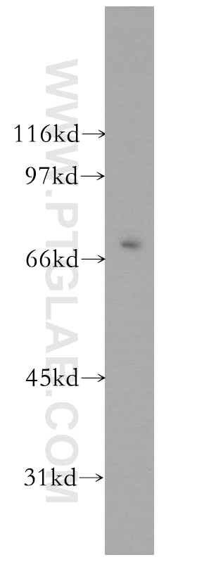 Western Blot (WB) analysis of HepG2 cells using KCNS2 Polyclonal antibody (13443-1-AP)