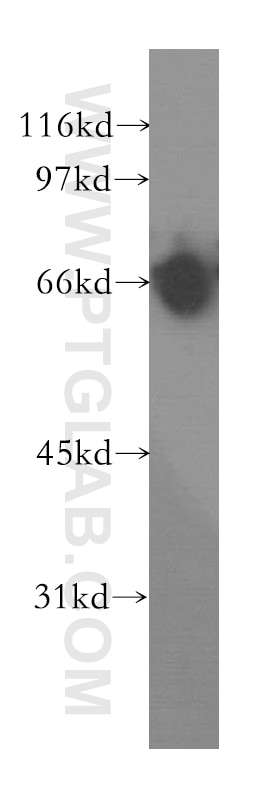 Western Blot (WB) analysis of mouse brain tissue using KCNS2 Polyclonal antibody (13443-1-AP)