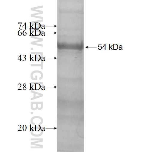 KCNS2 fusion protein Ag4271 SDS-PAGE