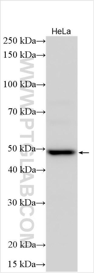 Western Blot (WB) analysis of HeLa cells using KCNS3 Polyclonal antibody (10092-1-AP)