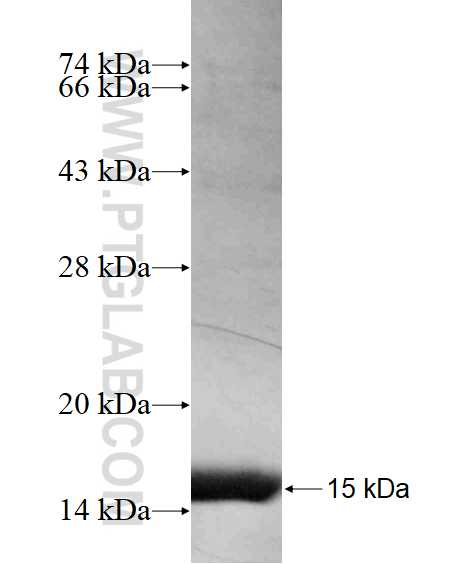 KCNT2 fusion protein Ag17213 SDS-PAGE