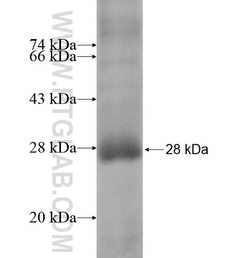 KCNV1 fusion protein Ag14596 SDS-PAGE