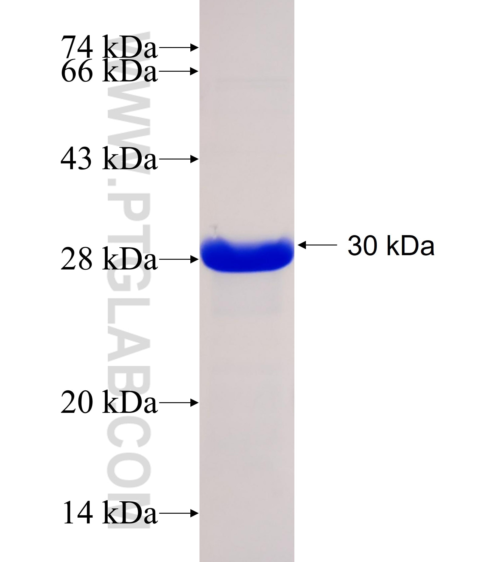 KCNV1 fusion protein Ag14596 SDS-PAGE