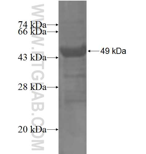KCNV1 fusion protein Ag3376 SDS-PAGE