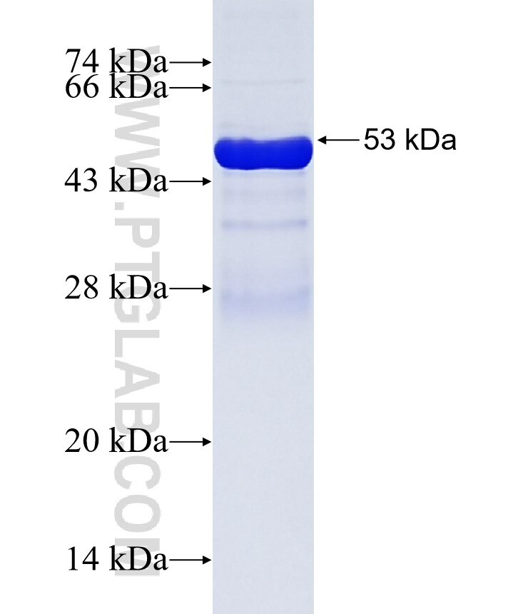 KCNV1 fusion protein Ag3376 SDS-PAGE